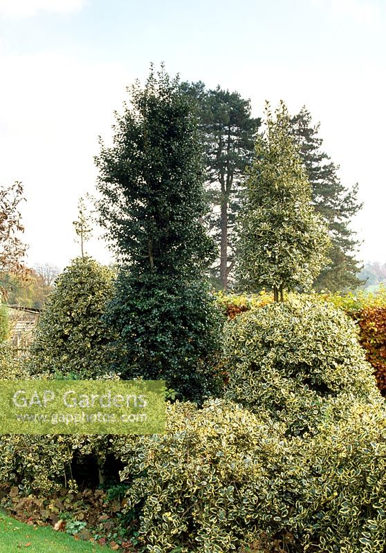 Tall hollies in border in back garden, Ilex aquifolium 'Argenta Marginata' and Ilex x aquipernyi 'Dragon Lady' and 'Meschick' - Highfield Hollies, Liss, Hampshire