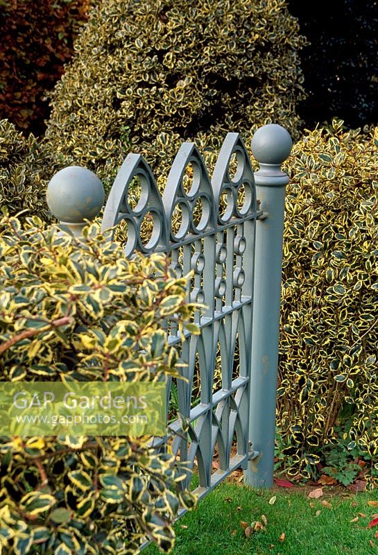 Gate in back garden made by Steve Pibworth with Ilex aquifolium 'Argenta Marginata' at either side - Highfield Hollies, Liss, Hampshire