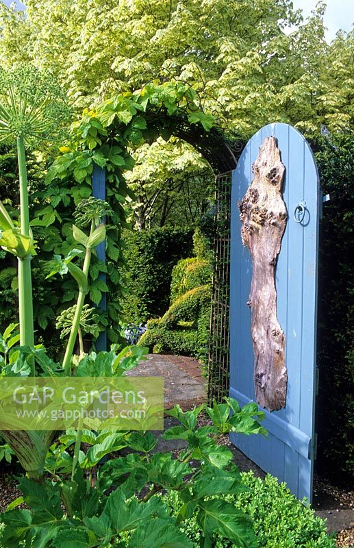 Angelica in herb garden and blue garden gate - Tilford Cottage, Surrey