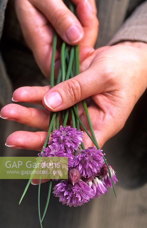 Allium schoenoprasum - Hands holding chives 