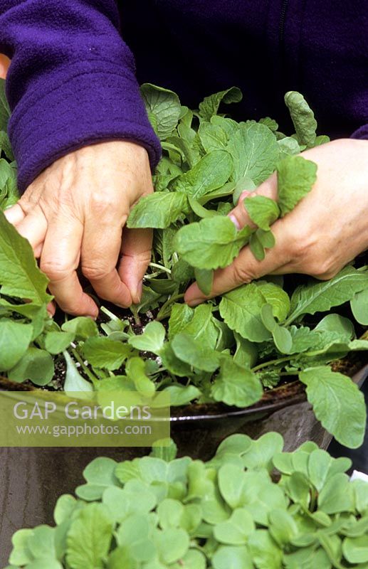 Thinning out radish seedlings by hand