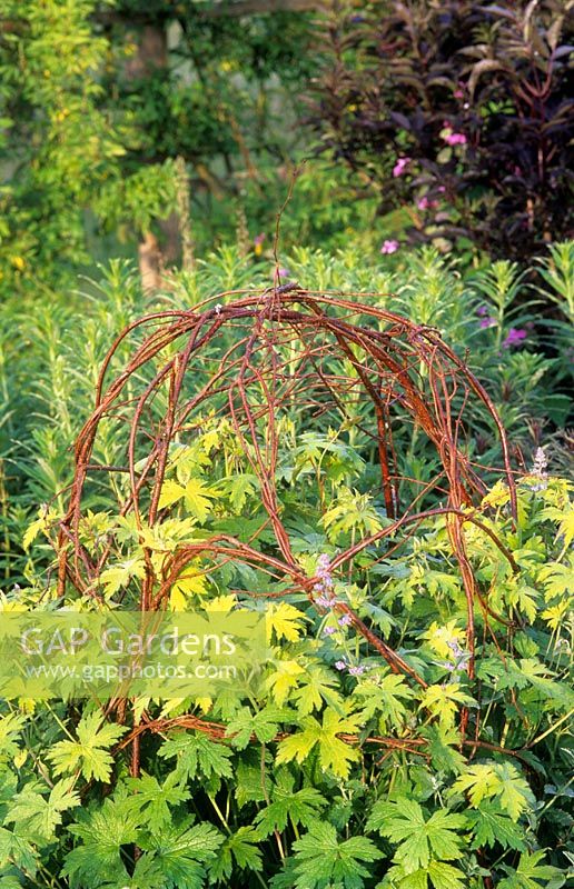 Woven plant supports for Delphinium