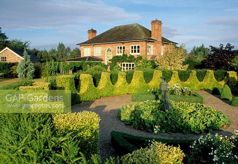 View across the secret garden to the house and 'Leporello's Lady' by Phillip Jackson, underplanted with Bergenia cordifolia. Hedges of yew and ligustrum ovalifolium 'Aureum' - The Garden House, Erbistock, Near Wrexham, Wales
