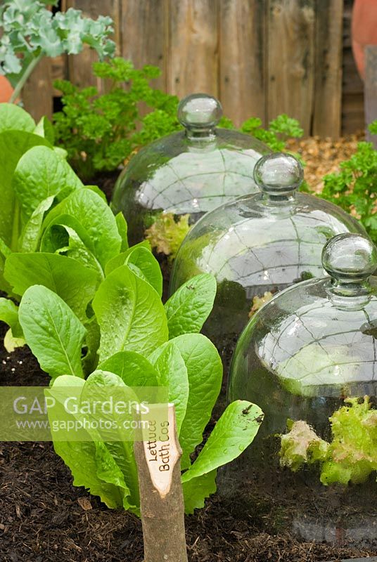 Row of lettuces 'Bath Cos' next to glass cloches 