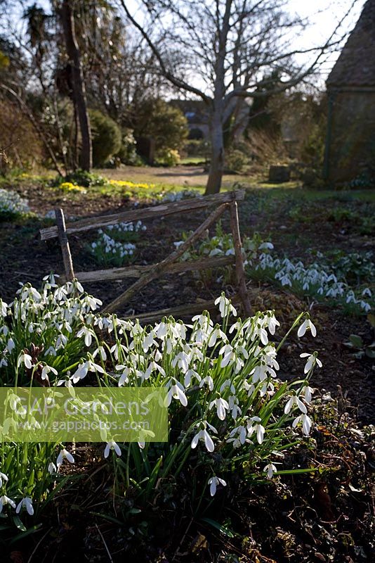 Snowdrops at East Lambrook Manor Garden in February