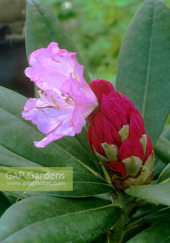 Rhododendron 'Hachmann's Polaris'