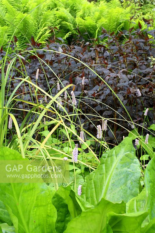 Mixed bed in bog garden in May, from front to back - Lysichiton, Cortaderia richardii, Polygonum, Lysimachia americanus and Matteucia struthiopteris - Skunk Cabbages, Knotweeds, Toetoe grass and Shuttlecock ferns
