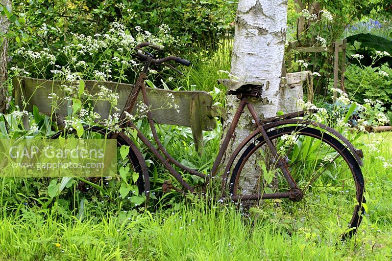 Old bicycle leaning against rustic wooden bench and Betula trees in wild garden with Anthriscus sylvestris, cow parsley in May