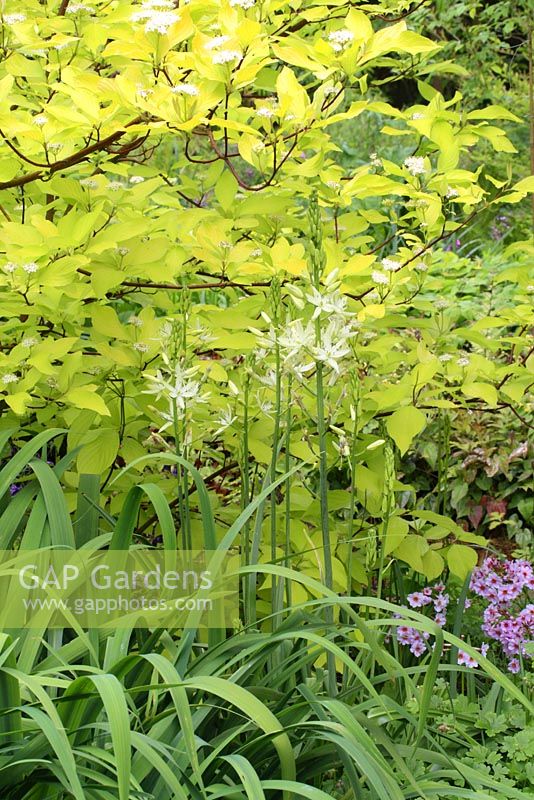 Cornus alba 'Aurea', Iris 'Gerald Darby' foliage and Camassia