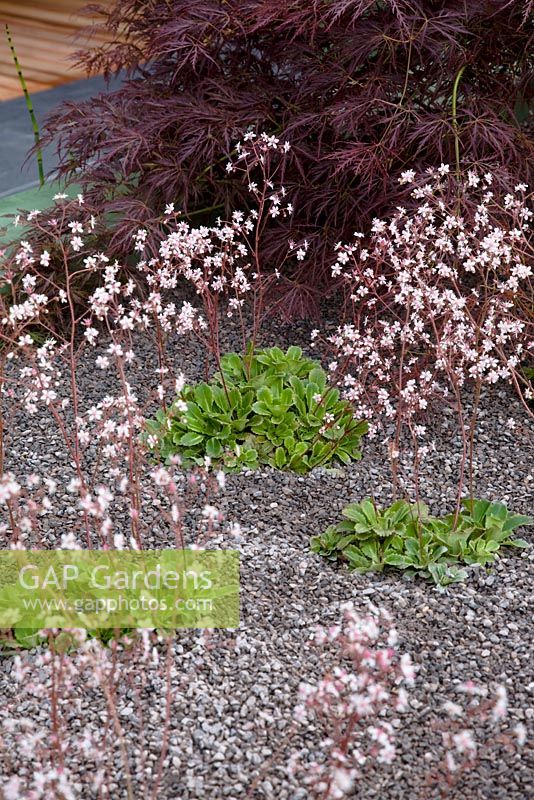 Raised concrete bed with Saxifraga x urbium - The Marshalls Living Street Garden, sponsored by Marshalls plc - Silver-Gilt Flora medal winner at RHS Chelsea Flower Show 2009 
