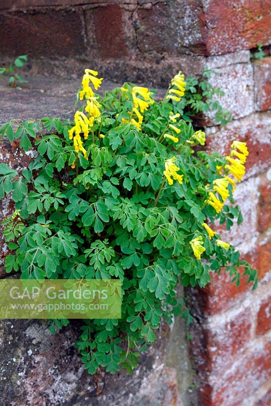 Corydalis lutea growing out of a wall