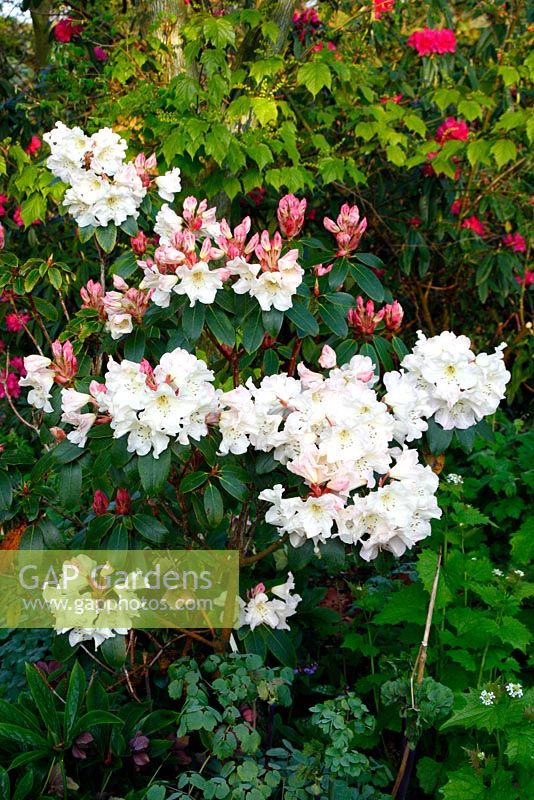 Rhododendron hybrids of cross Odee Wright x Brocade