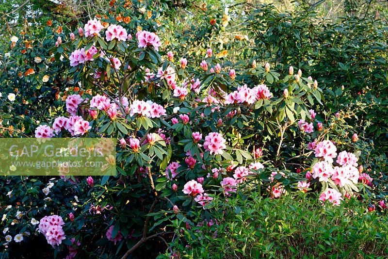 Rhododendron 'Mrs G W Leak'