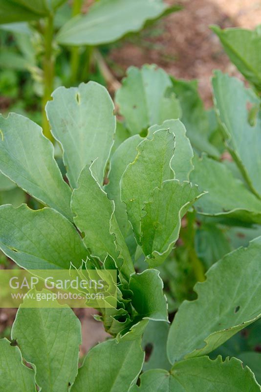 Sitona lineatus - Distinctive notching of Broad Bean leaves caused by pea and bean weevil 