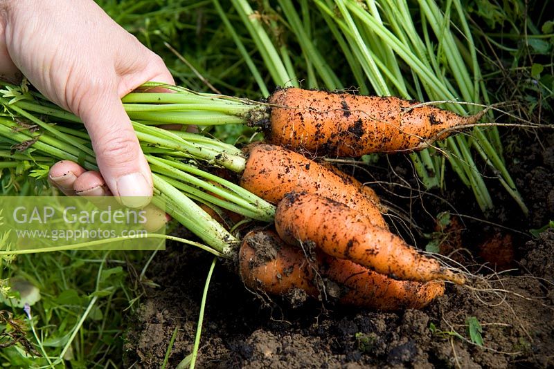 Lifting carrots in the autumn 