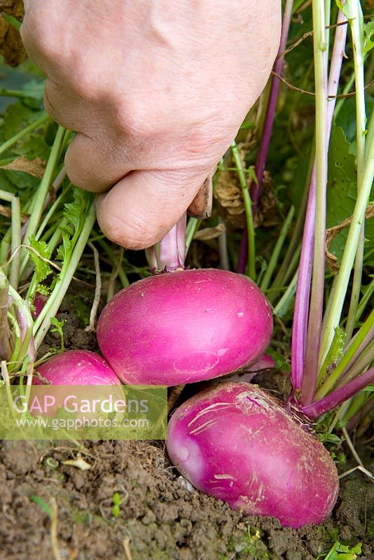 Harvesting purple top milan turnips 