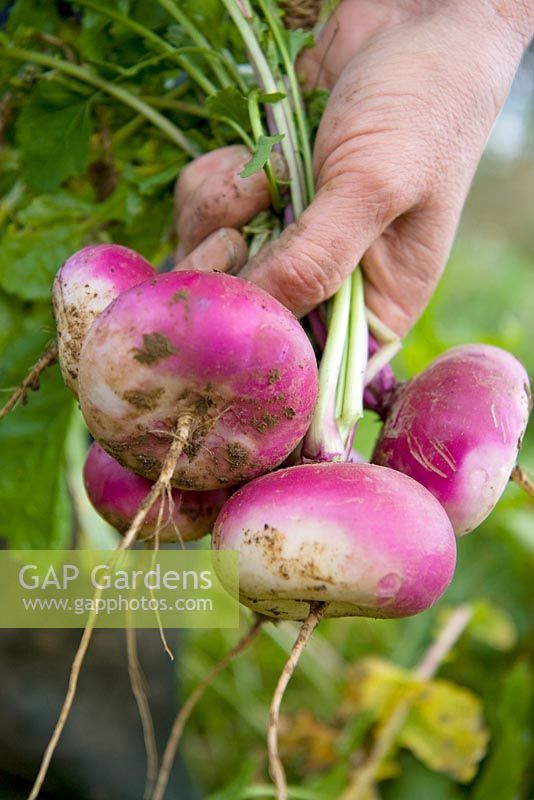 Harvesting purple top milan turnips 