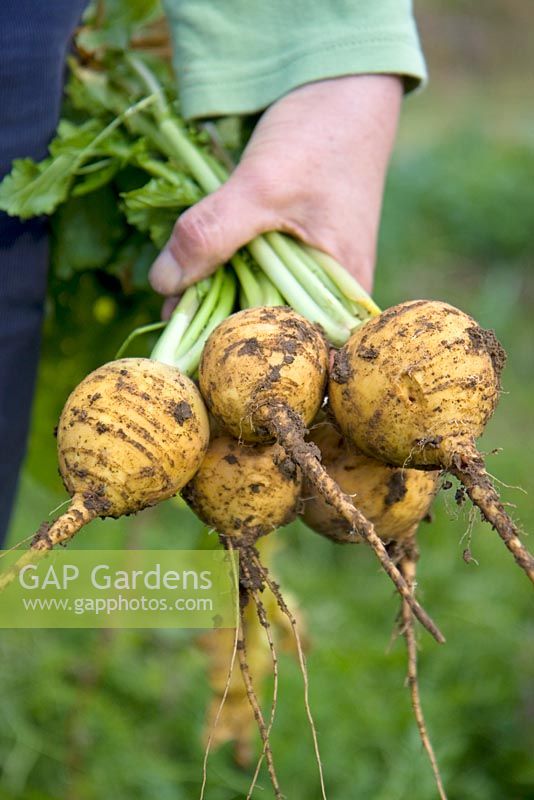 Harvesting golden ball turnips 
