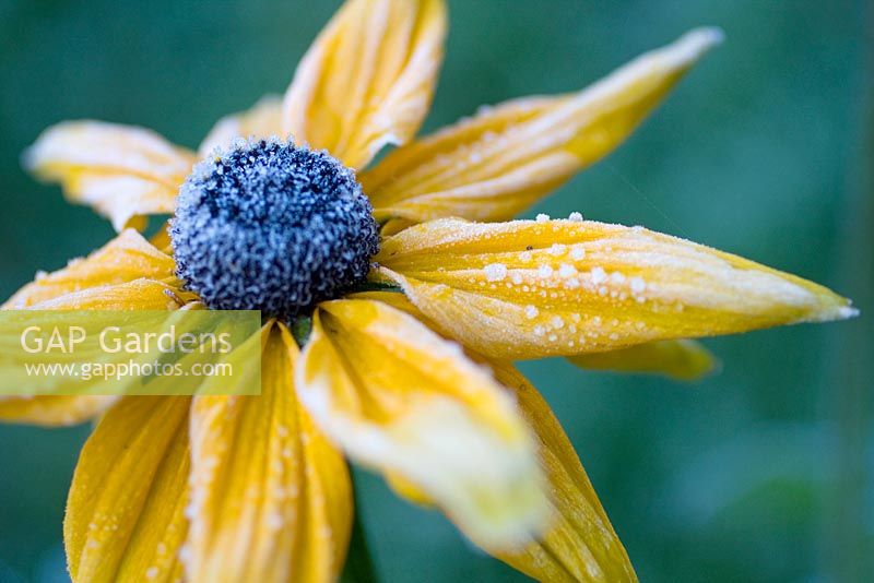 Rudbeckia with frost