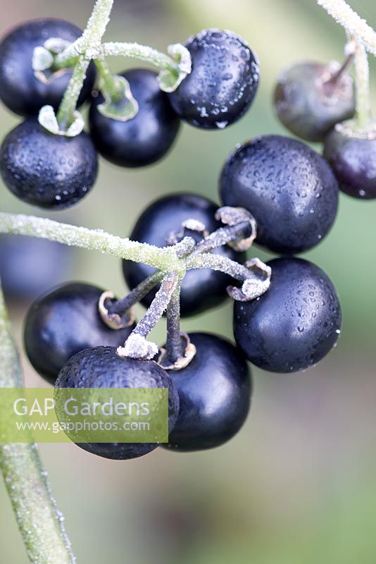 Solanum melanocerasum - Garden Huckleberry
