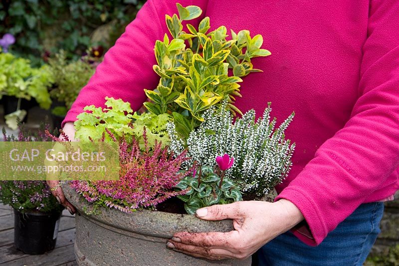Making a mixed autumn container 