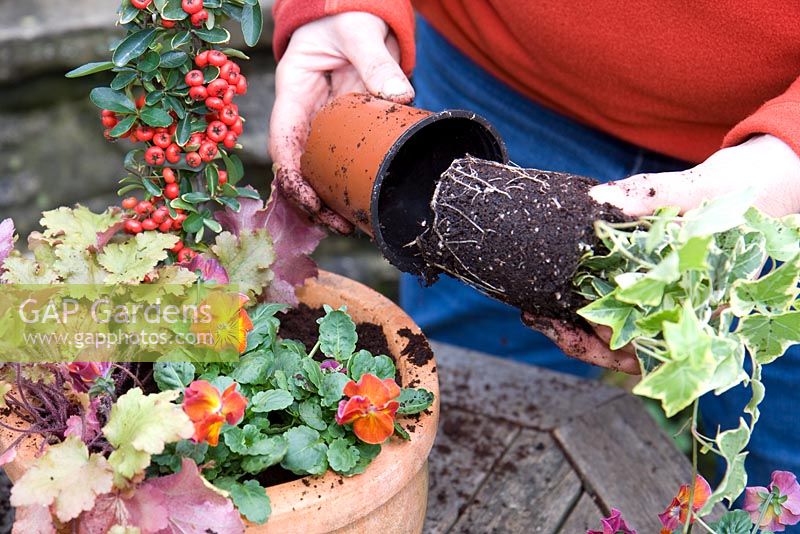 Planting a mixed autumn container - Adding Hedera