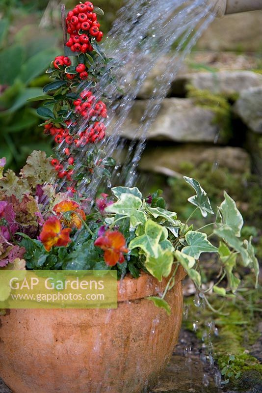 Planting a mixed autumn container - Watering in