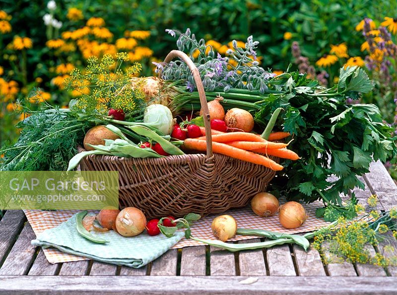 Mixed basket of vegetables and herbs - Carrots, onions, radishes, runner beans, potatoes, kohlrabi, celery, fennel and borage