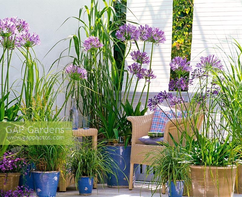 Agapanthus africanus, Phleum, Carex morrowii and Miscanthus in containers on balcony