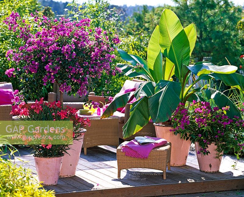 Mixed container plantings on raised deck - Bougainvillea, Musa, Nerium and Oleander 
