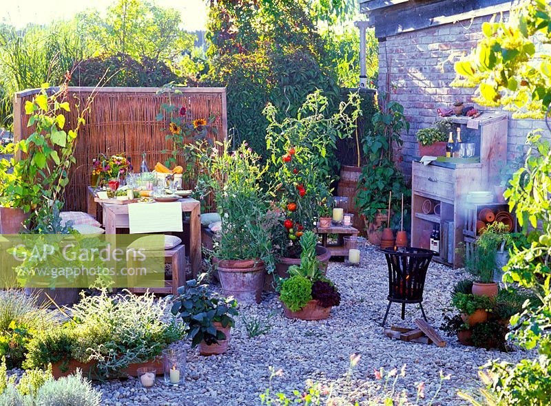 Gravel terrace with container plantings of Cynara, tomatoes,runner beans, Lathyrus odorata and herbs