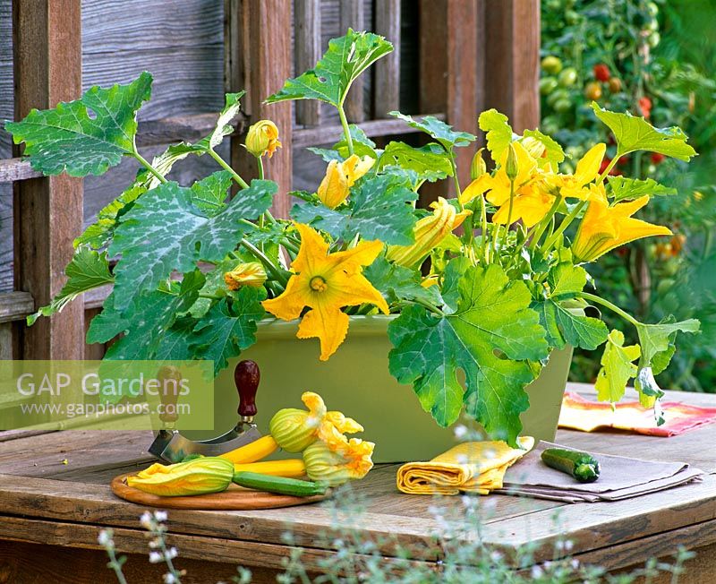 Cucurbita - Courgette plants in container with harvested vegetables 