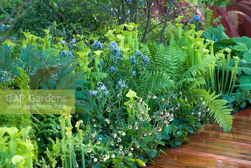 Green and blue planting including Sarracenia flava, Amsonia tabernaemontana and Matteuccia struthiopteris - The Foreign and Colonial Investments Garden, Sponsored by Foreign and Colonial Investment Trust, Contractor The Outdoor Room - Silver Flora medal winner at RHS Chelsea Flower Show 2009
