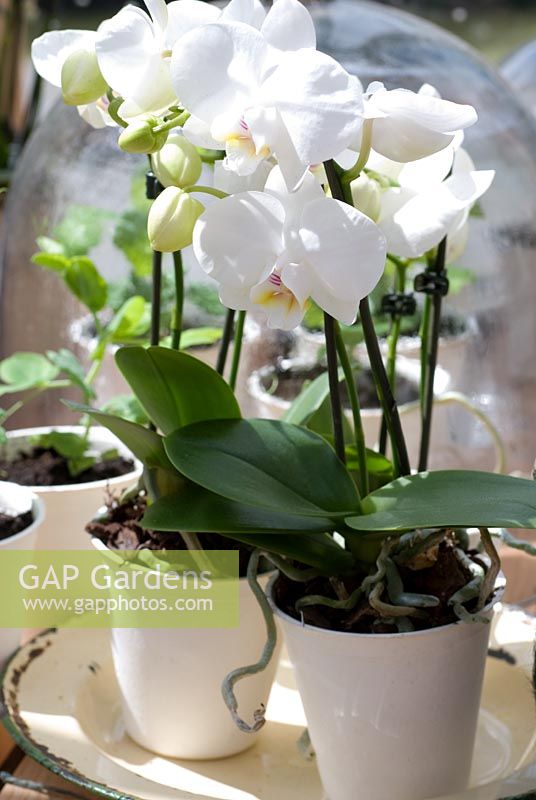 Phalaenopsis - White Moth Orchids in white containers