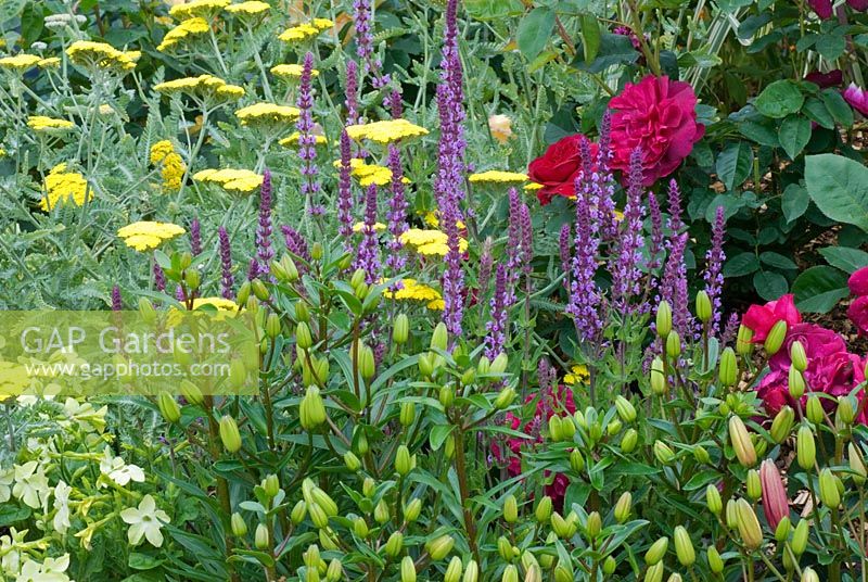 Mixed planting of Achillea, Nicotiana, Lilium, Salvia and Rosa - The TENA Active Living Garden - BBC Gardeners' World Live 2009