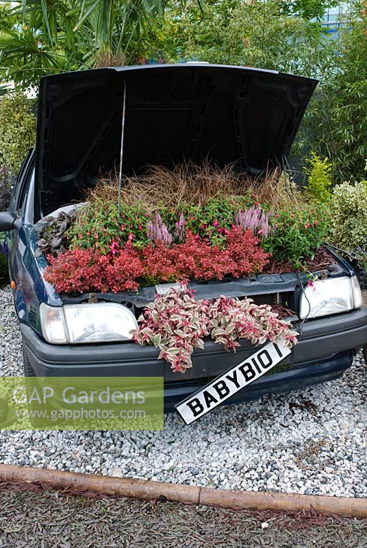Car planted with Carex flagellifera, Fuchsia 'Tom Thumb', Fuchsia 'Sunray' and Berberis thunbergii 'Orange Rocket' - The Baby Bio Garden - BBC Gardeners' World Live 2009