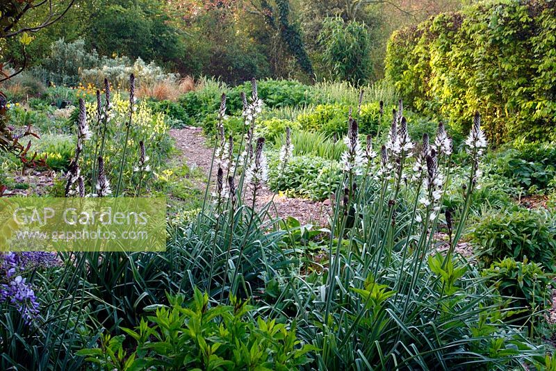The Stone garden at Dawn, early May in Holbrook Garden with Asphodelius albus and Thermopsis lupinoides