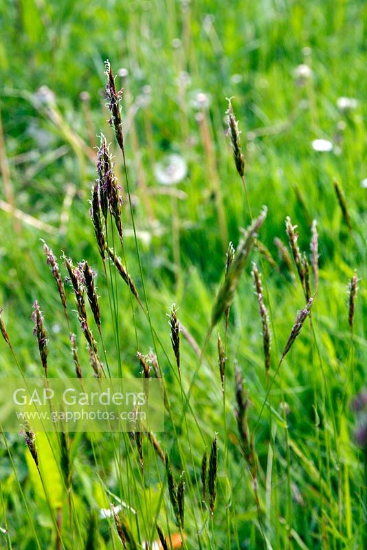 Anthoxanthum odoratum - Sweet vernal grass 