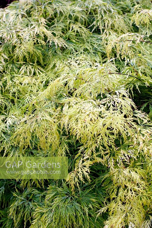 Acer palmatum dissectum 'Viride'