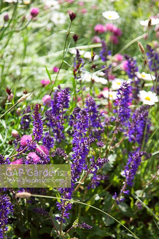 Salvia in flower meadow