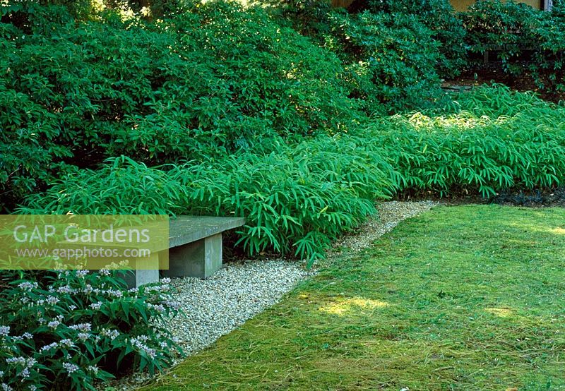 Japanese inspired shade garden with Bamboo, Japanese stilt grass