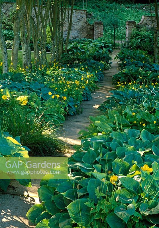 The Hosta Walk at Hadspen with Meconopis cambrica, Welsh poppies