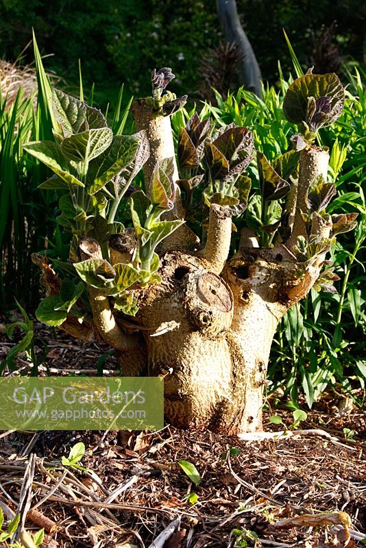 The regrowing stump of an annually coppiced Paulownia tomentosa AGM - a technique used to produce huge leaves