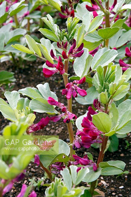 Vicia faba - Crimson flowered broad bean pot sown 27 Jan, planted out 23 March shown 9 May