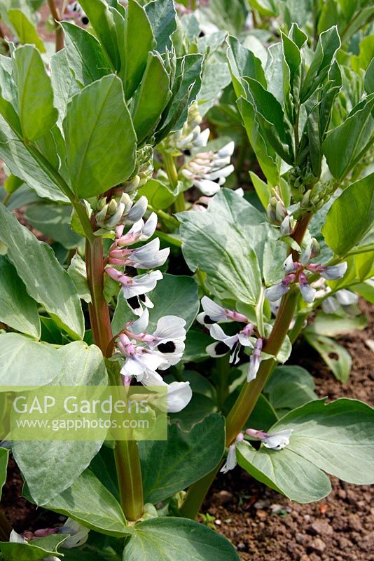 Vicia faba 'Witkiem' - Broad beans sown 18 February planted out 23 March