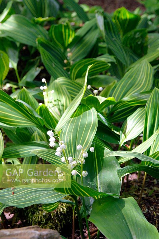 Convallaria majalis 'Albostriata' - Lily of the Valley