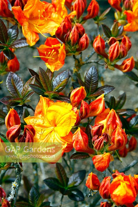 Rhododendron 'Klondike' AGM