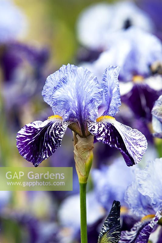 Iris 'Millenium Falcon' - Bearded iris