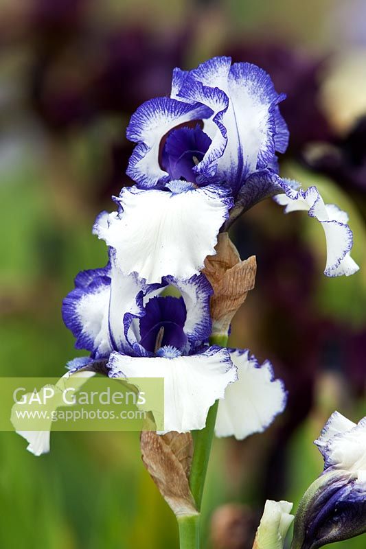 Iris 'Orinoco Flow' - Bearded irises