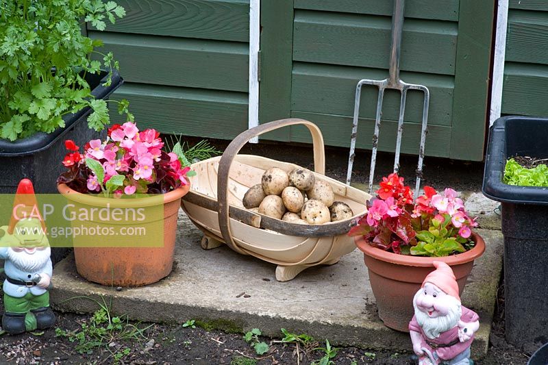 Trug of picked potatoes, fork, gnomes and containers in front of shed